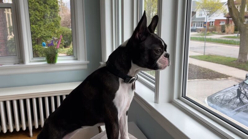 Boston Terrier