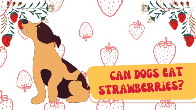 Can dog eat strawberry