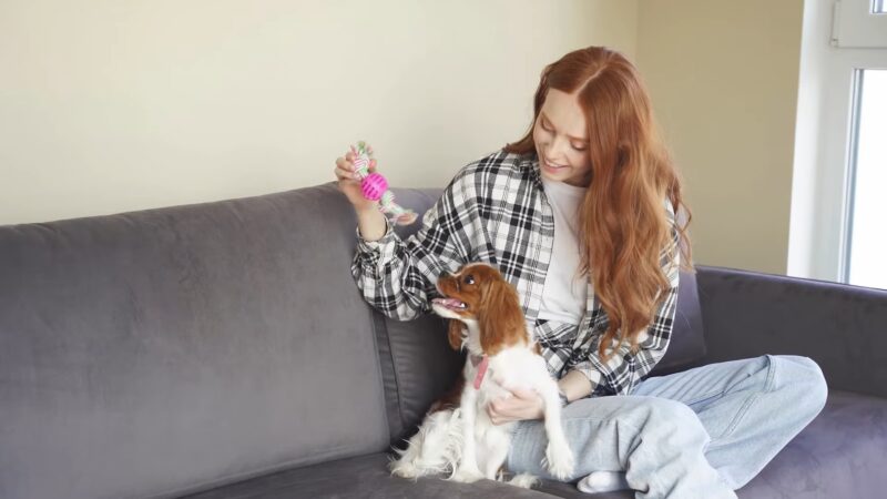 Cavalier King Charles Spaniel