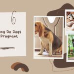 Dogs Pregnancy