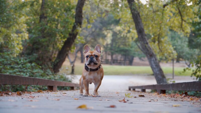 French Bulldog