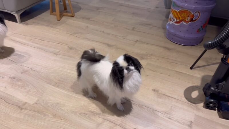 Japanese Chin Dog