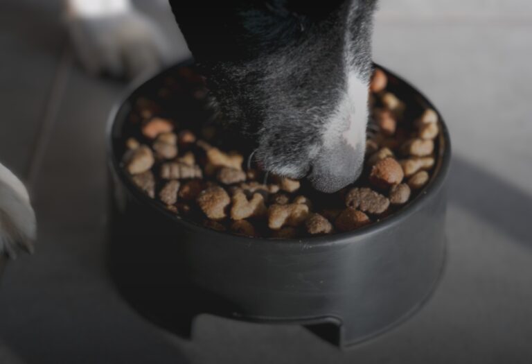 Kirkland Dog Food Review (Dry) Evidencebased Analysis