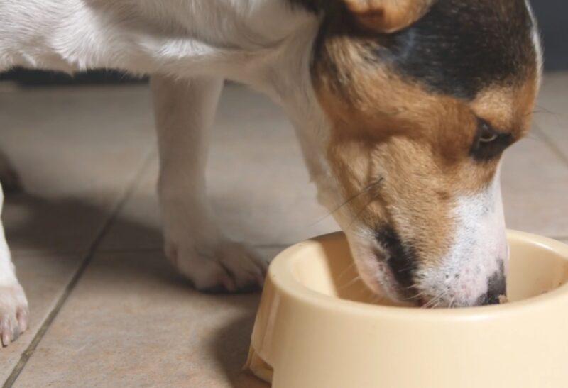 Kirkland Dog Food Review AAFCO Requirements