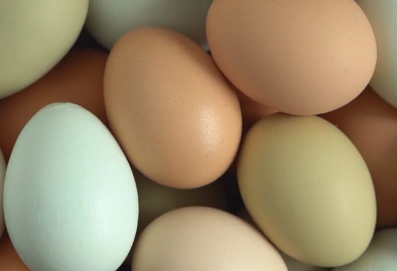 Kirkland Dog Food Review Egg product