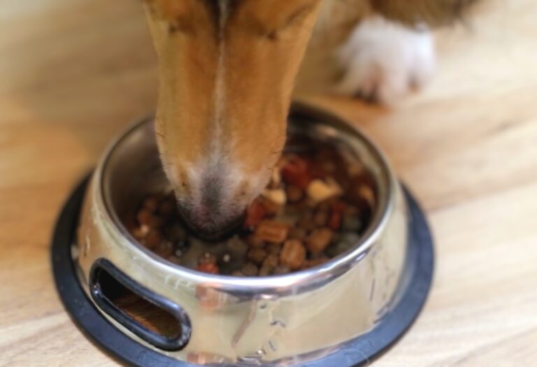 Kirkland Dog Food Review (Dry) Evidencebased Analysis