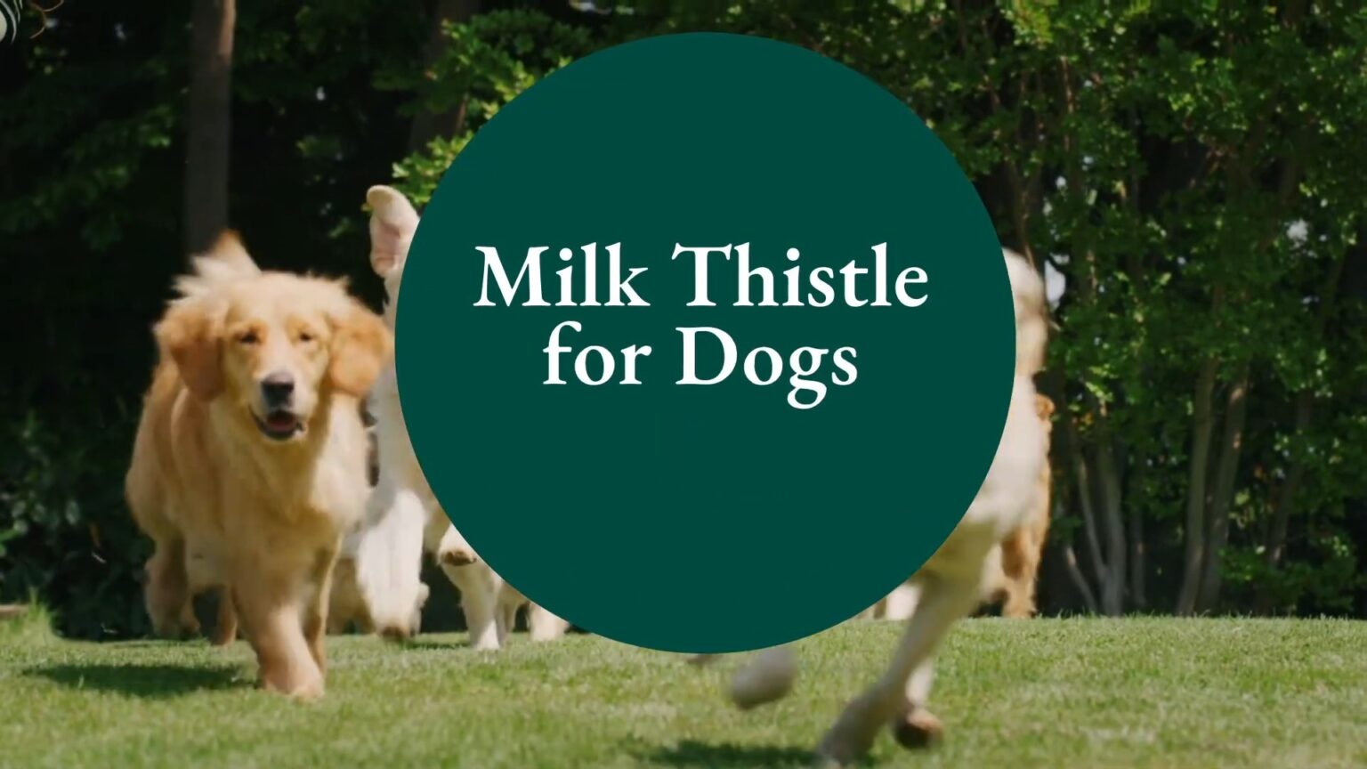 Milk Thistle for Dogs Benefits and Side Effects