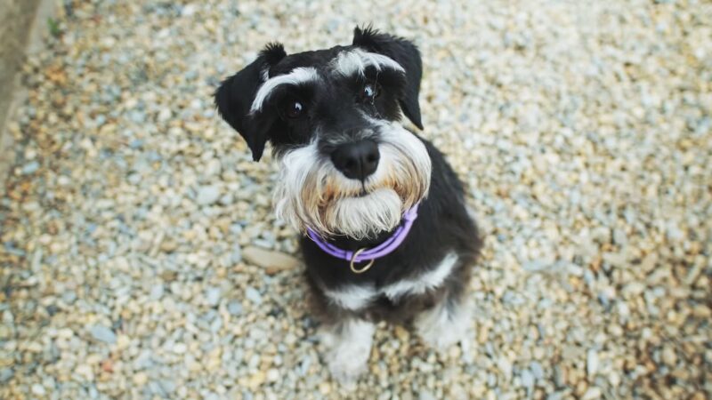 Miniature Schnauzer