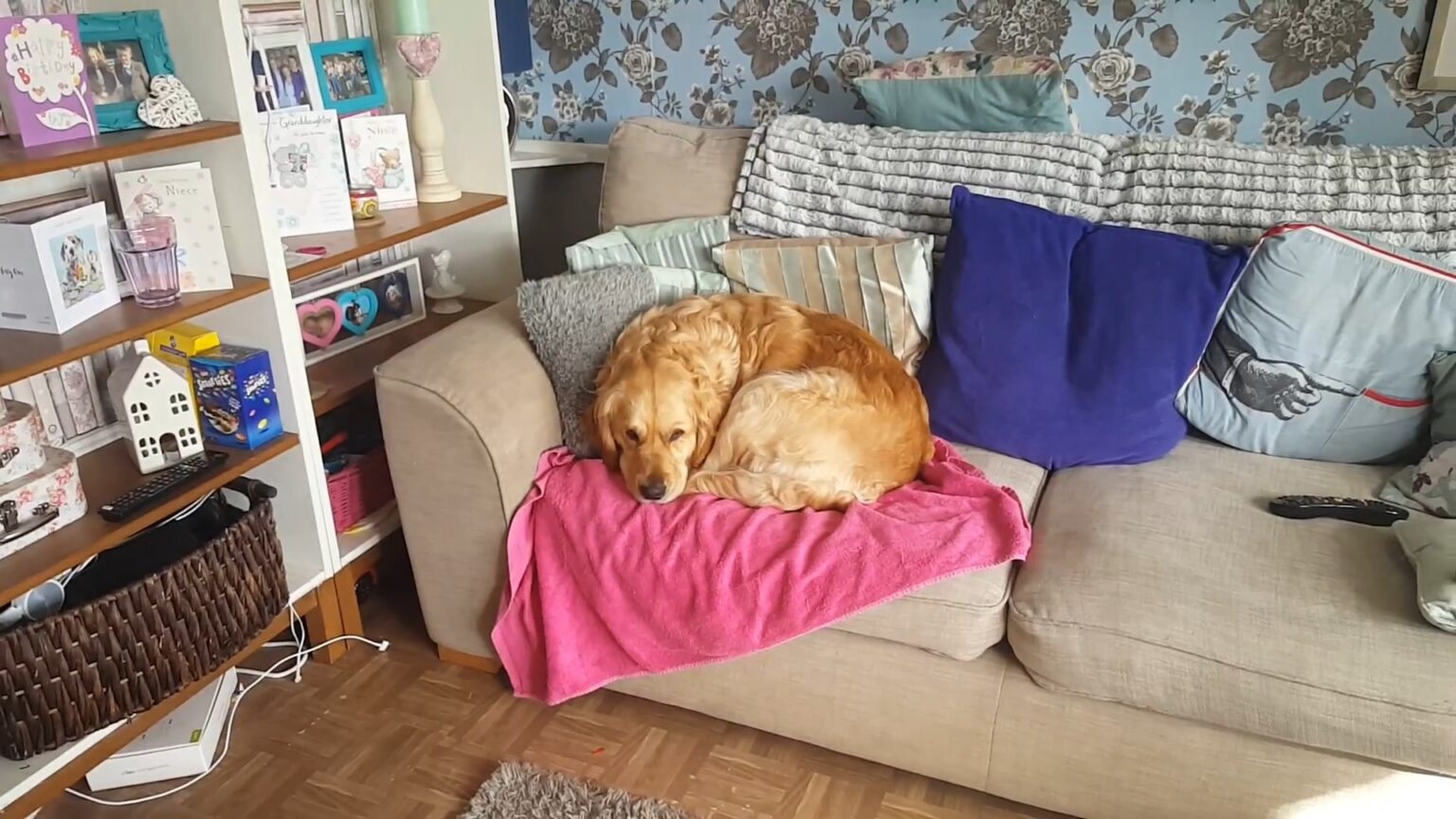 How Long Do Dogs Stay Pregnant Important Dog Pregnancy Questions