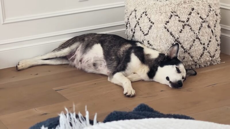 Pregnant Husky