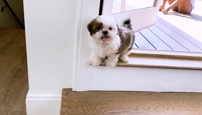 Shih Tzu Dogs