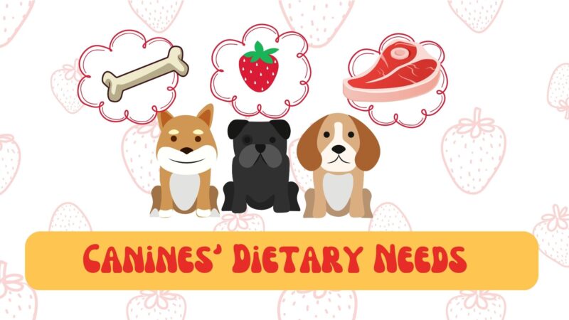 canines dietary needs