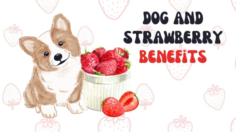 dog and strawberry benefits