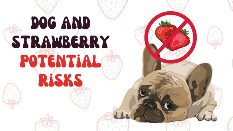 dog and strawberry potential risks