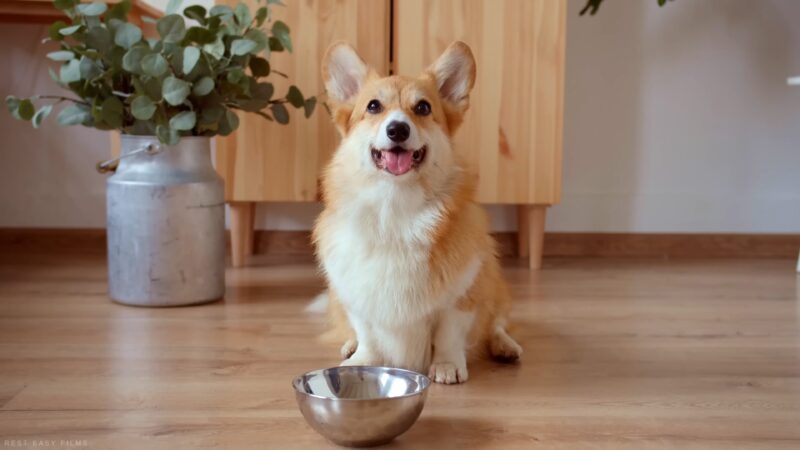 dog bowl