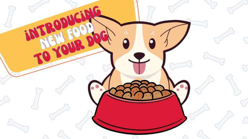 introducing new food to your dog