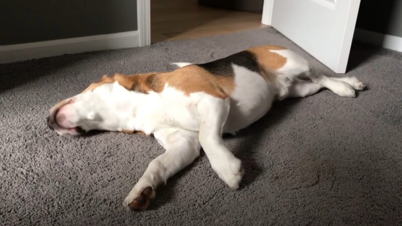 Cute beagle stretching