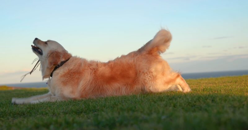 Golden Retriever Stretching on the grass