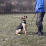 Leash Training For Dogs