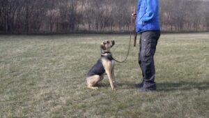 Leash Training For Dogs