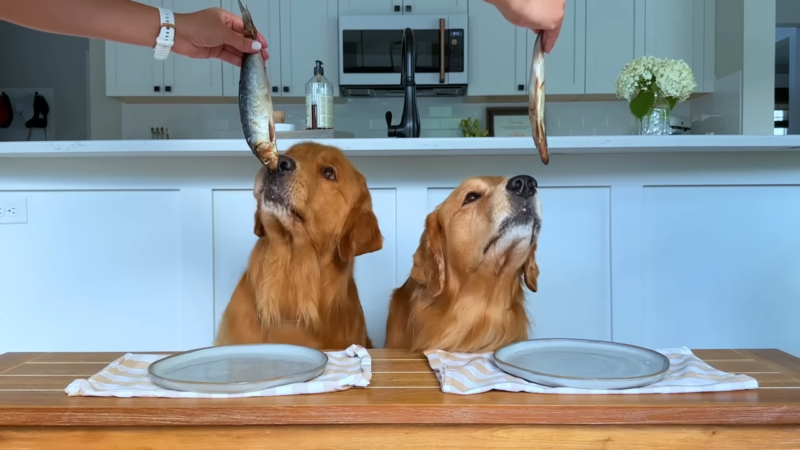 Adding Fish to Your Dog's Diet