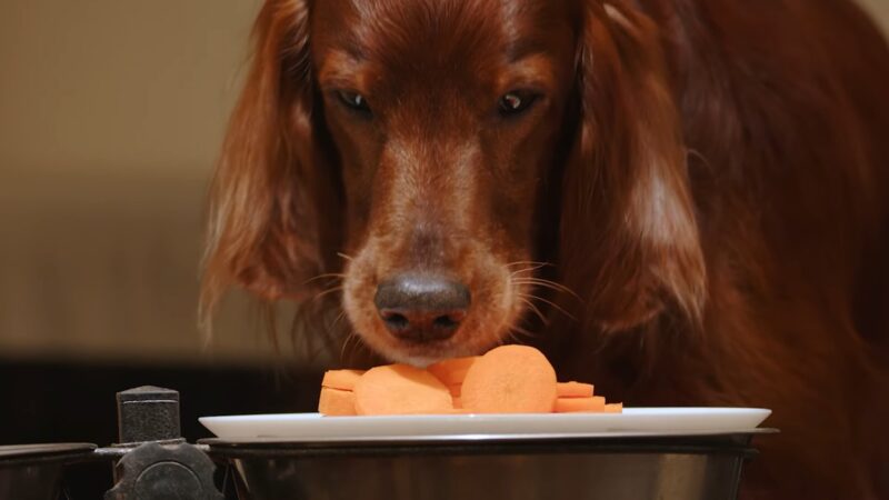 Dog Eat Carrots