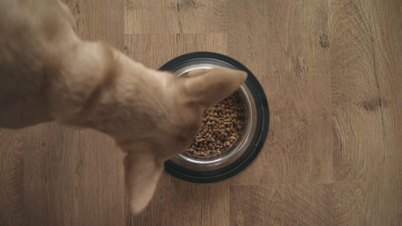 Dog Eating from the Bowl