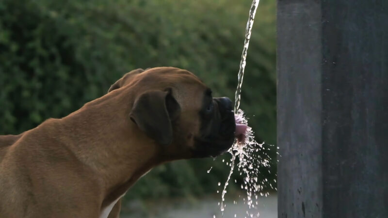 Dogs - Hydration