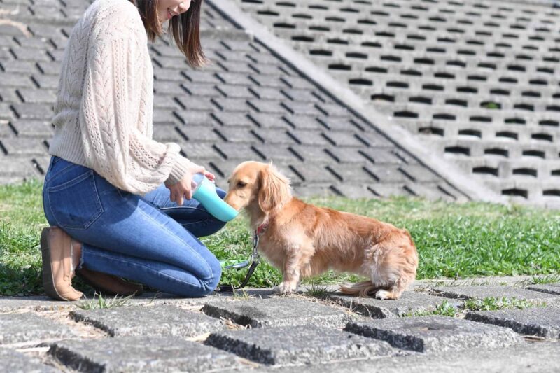 Dog feeding