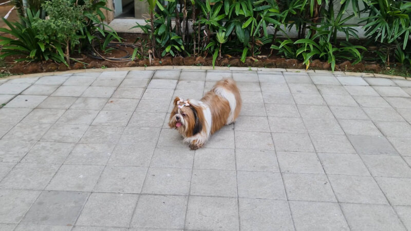 A Shih Tzu enjoying a walk outside