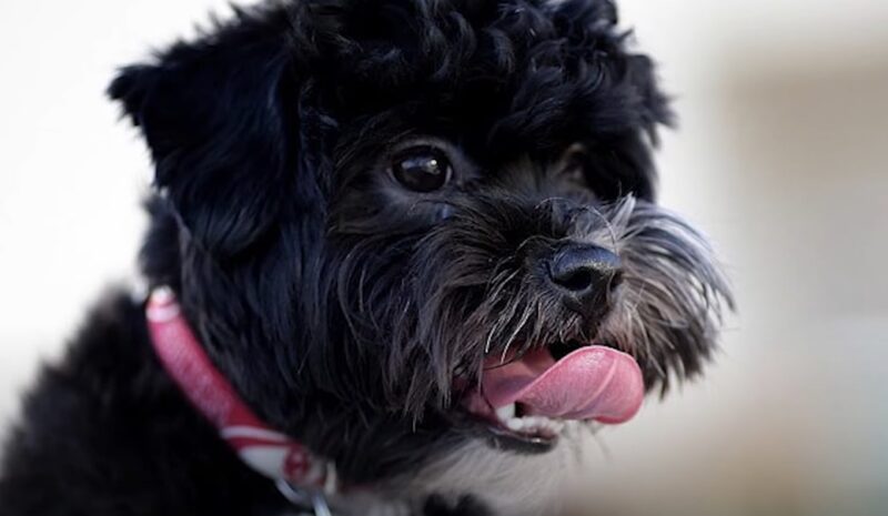 A black Shih-Poo dog 