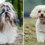 Shih-Tzu vs Shih-Poo