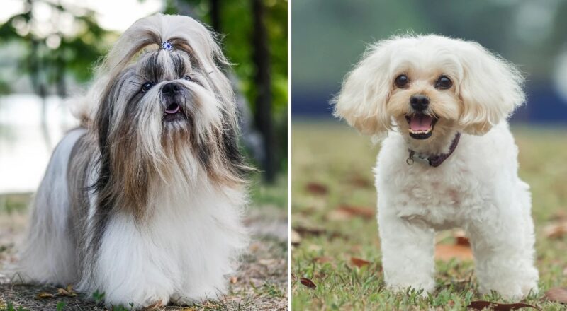 Shih-Tzu vs Shih-Poo