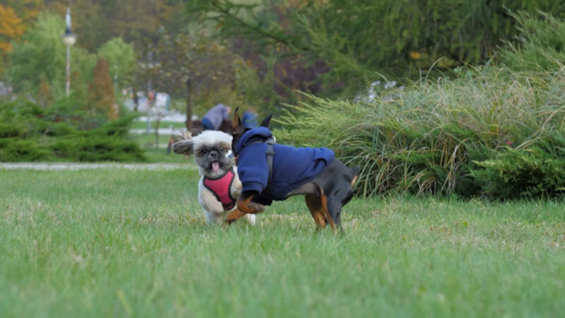 A Shih Tzu playing with another dog in the park