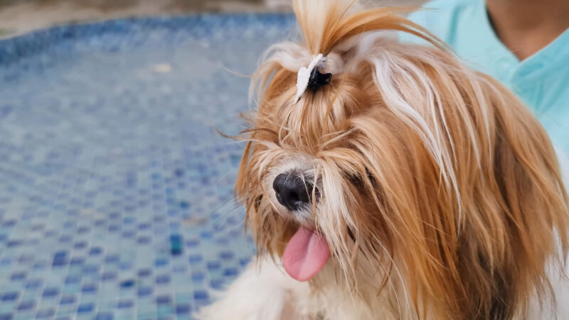 A Shih Tzu dog in its owner's arms