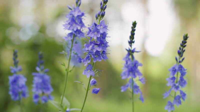 Lavender Essential Oil