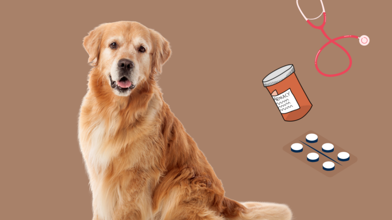 dog medicines