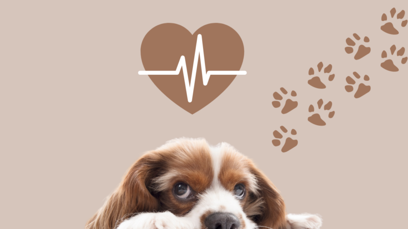 dog with a heart disease