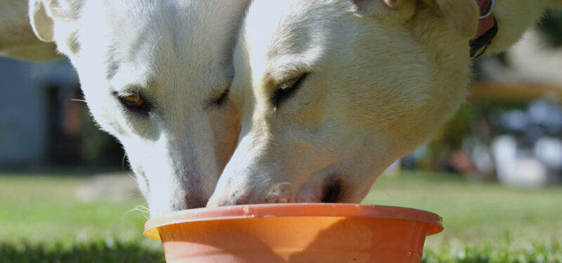 Two dogs are drinking water