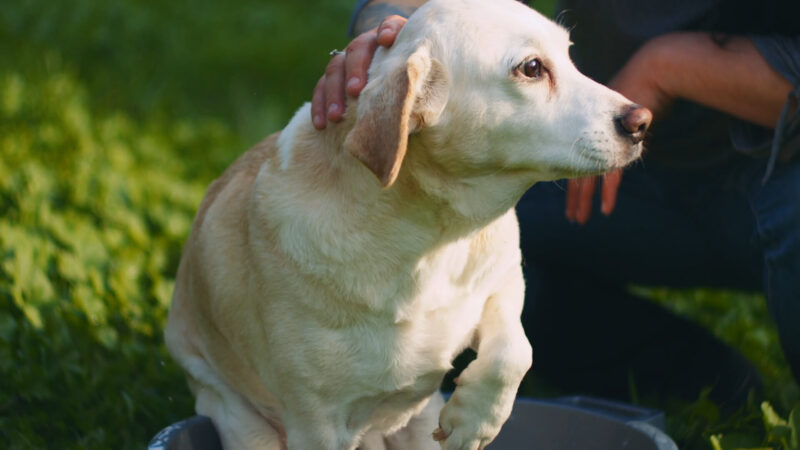 Playing with dog in the park