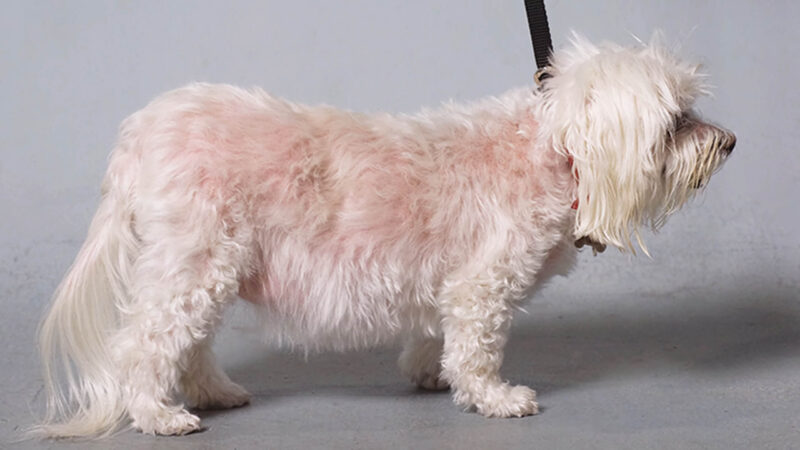 The Maltese has Cushing's disease