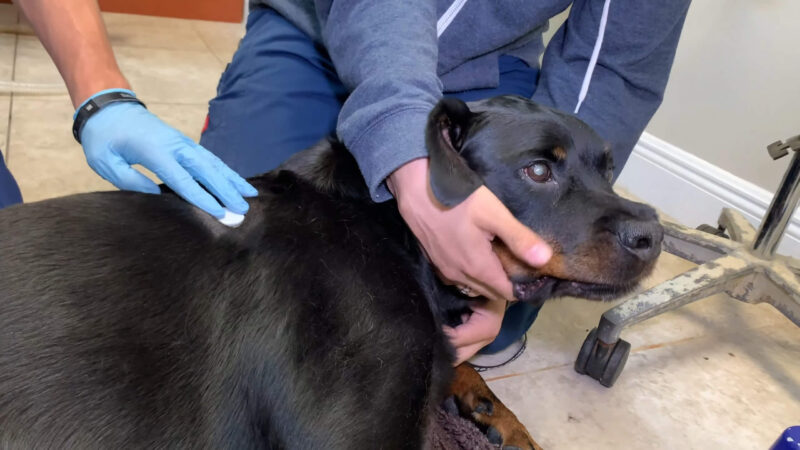 The veterinarian measures the sugar level in the dog