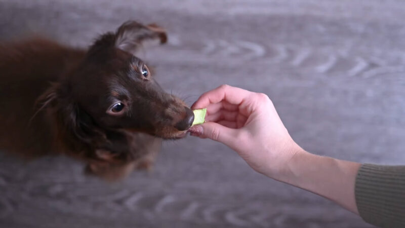 Dog eating avocado