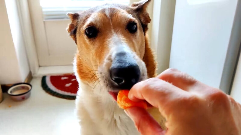 Dog Eating Mandarin