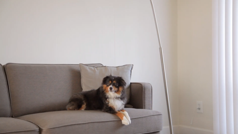 Toy Australian Shepherd Resting on A Couch in An Apartment