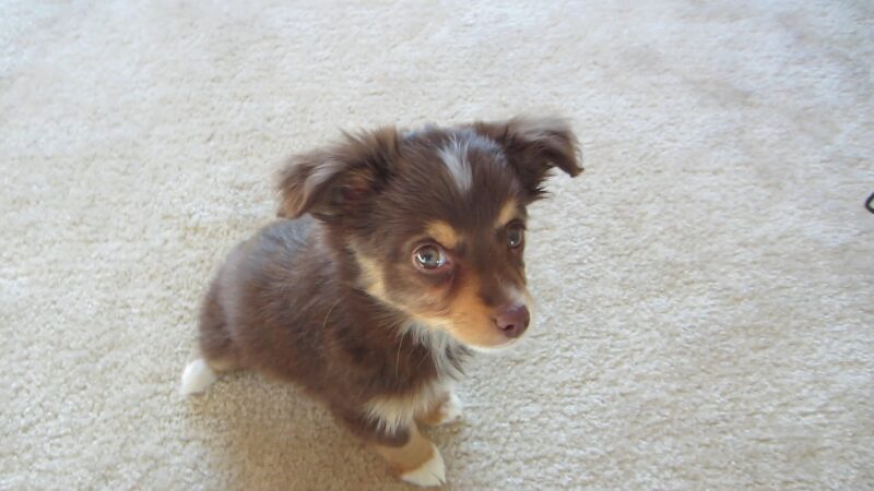 Toy Australian Shepherd Sitting on The Floor in An Apartment