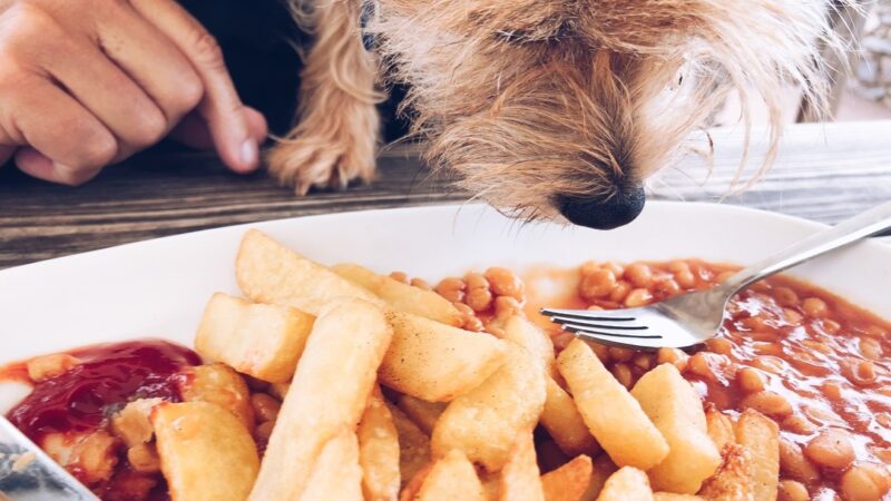 baked beans for dogs