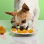 can dogs eat mandarines