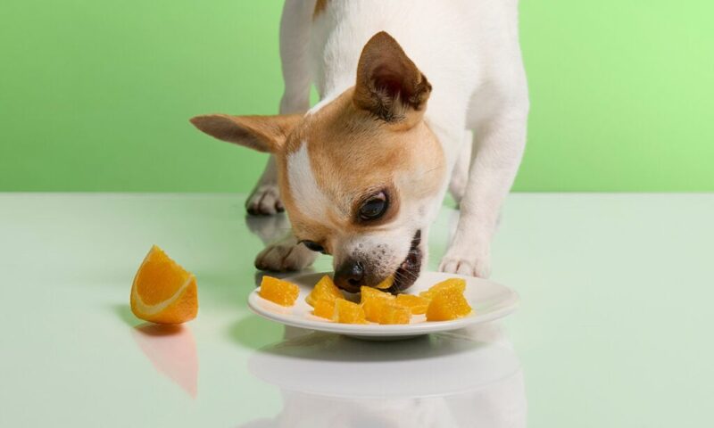 can dogs eat mandarines