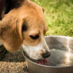 senior dog drinking water